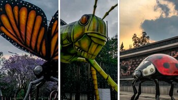 Giant insects in the Chapultepec