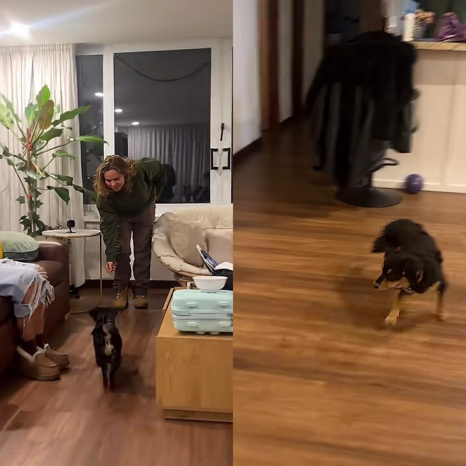 Familia adoptó una perrita y solo obedece cuando le hablan en “Costeñol”: divertido video se volvió viral