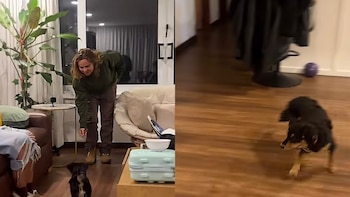 Familia adoptó una perrita y solo obedece cuando le hablan en “Costeñol”: divertido video se volvió viral