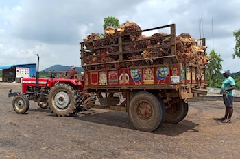 El aceite de palma ha