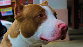 Por defender a su hija,