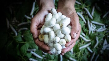 Científicos chinos obtienen de gusanos