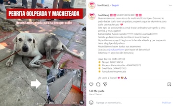 Huellitas CJ informó sobre el caso y solicitó apoyo para cubrir la atención veterinaria del animal. - crédito @huellitascj/Instagram
