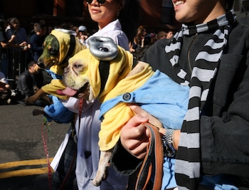 Simba y Scar se disfrazaron de "Minions" de la película "Mi Villano Favorito". (REUTERS/Caitlin Ochs)