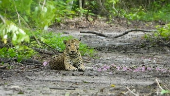 Un felino con manchas camina hacia el frente sobre un camino de tierra rodeado de vegetación y hojas secas