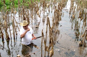 Plantíos afectados por el paso