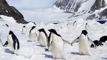 Ya en la base, hay que ser muy cuidadoso: basta pensar que cualquier objeto, aun el más pequeño –como un pedazo de plástico o un tornillo–, puede convertirse en un problema si es ingerido por un ave o un pingüino