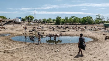 La sequía está matando a