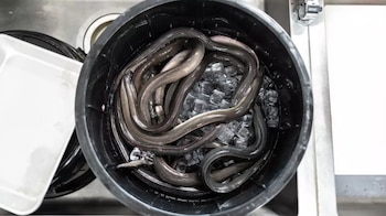 Vista aérea de un cubo negro con numerosas anguilas de color oscuro entrelazadas y trozos de hielo transparente, colocado en un fregadero metálico
