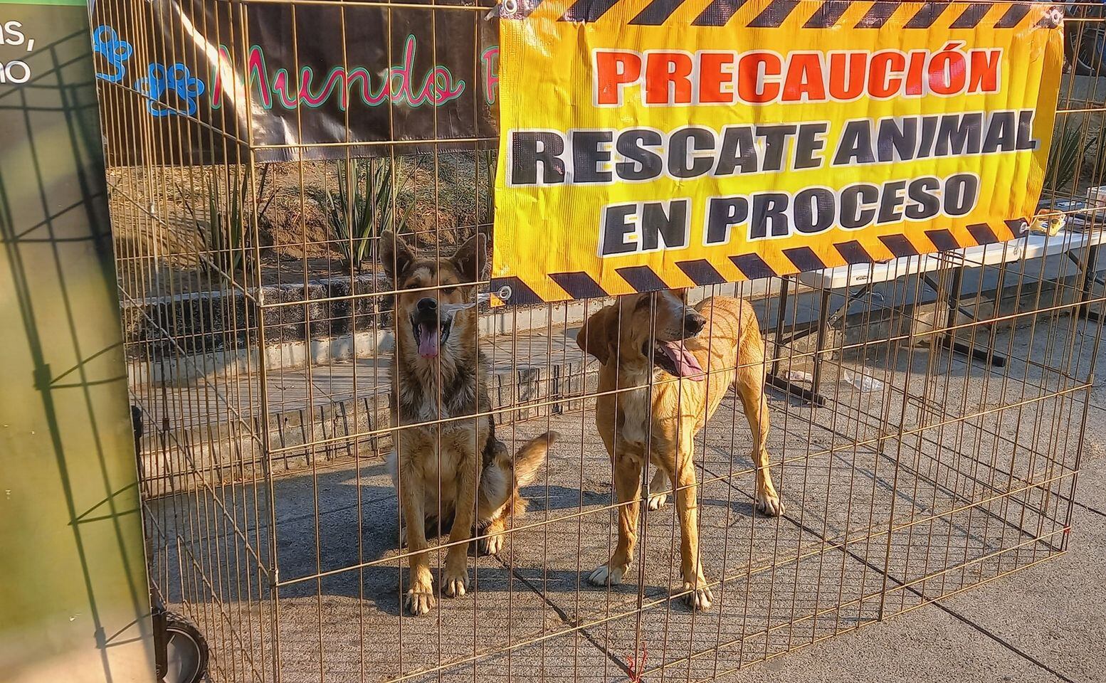 Atención médica gratuita para animales rescatados (Foto: Facebook Mundo Patitas)