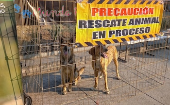 El abandono de perros también