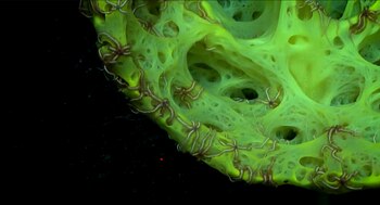 Una de las adaptaciones de