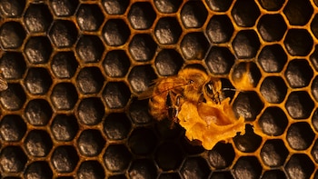 ¡Querida, llama al doctor de abejas!