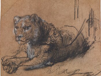 La subasta millonaria del dibujo de Rembrandt que impulsa la conservación de felinos - Infobae