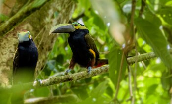 Yellow-eared Toucanet - Selenidera spectabilis