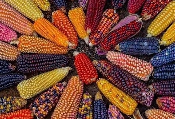 De acuerdo con el sector, esta producción provino de cerca de 233 mil hectáreas sembradas, lo que reafirma al maíz como uno de los cultivos más importantes de la agricultura nacional.