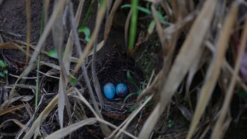 Fotografiar la Amazonía: Talleres en