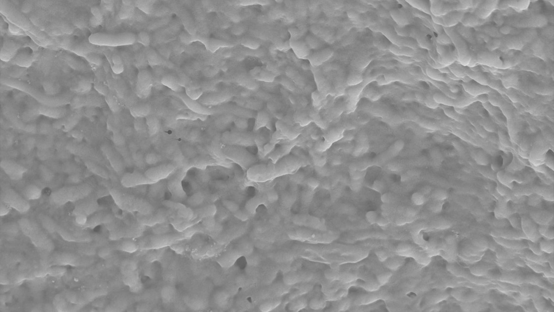 Científicos de la UBA y el Conicet descubrieron microorganismos que ayudar a prevenir que los arroyos se contaminen en el AMBA (UBA - Conicet)