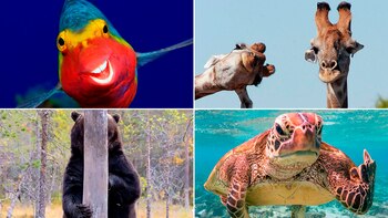 Los animales, retratados en sus