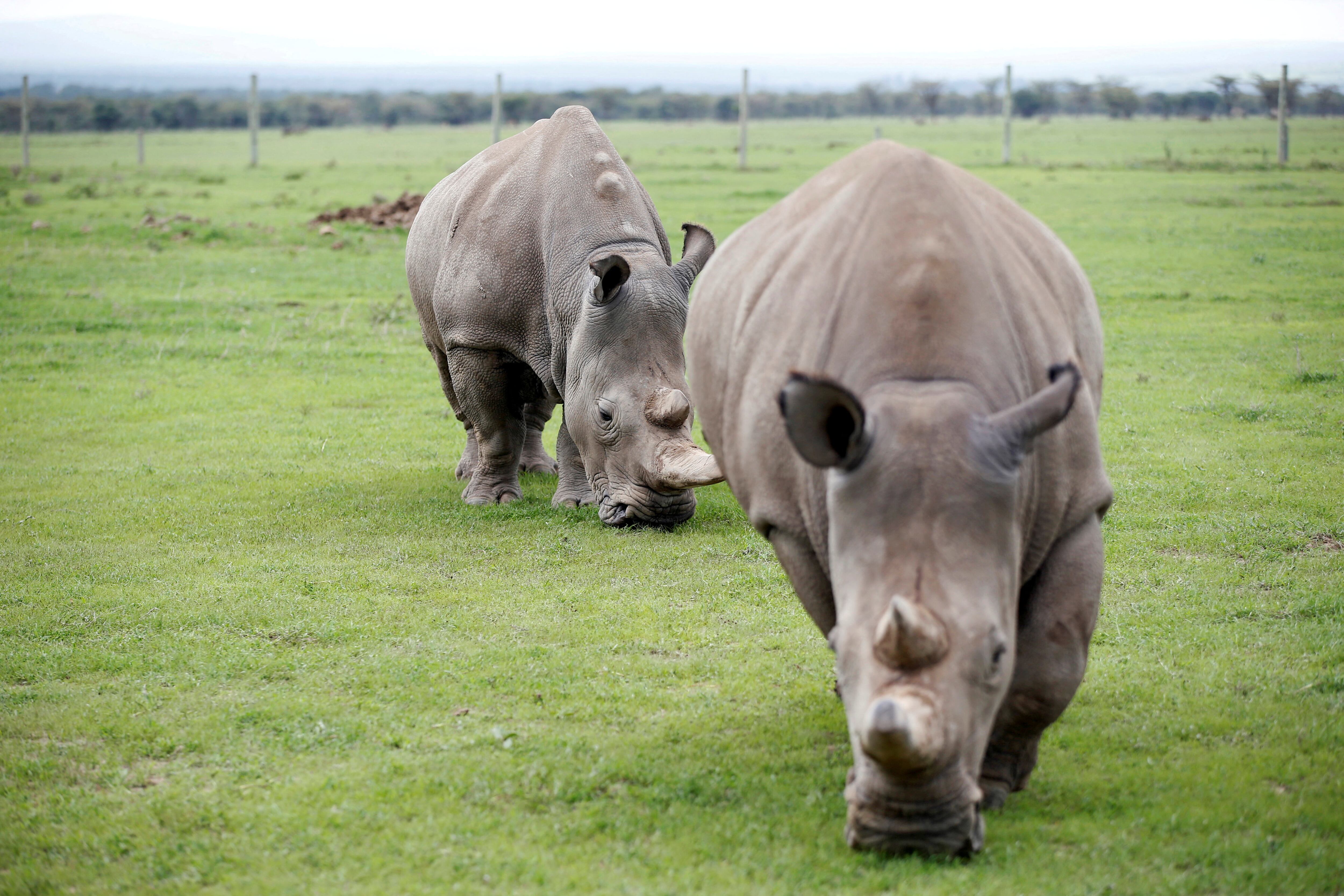 La paleoproteómica abre nuevas vías para estudiar la evolución de especies extintas y sus linajes (REUTERS)