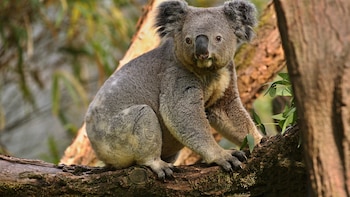 Descubren que una vacuna que se administra a los koalas podría ser también efectiva para tratar la clamidia en humanos