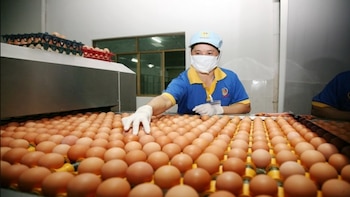 Exportaciones panameñas de productos avícolas se abren paso en el Caribe