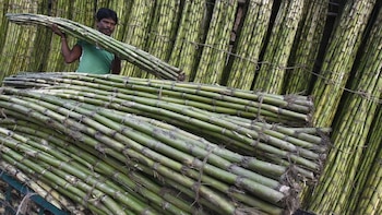 La mosca pinta afecta los