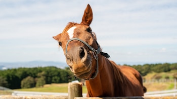 Un estudio demuestra el don