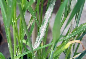 China ha aprobado recientemente un