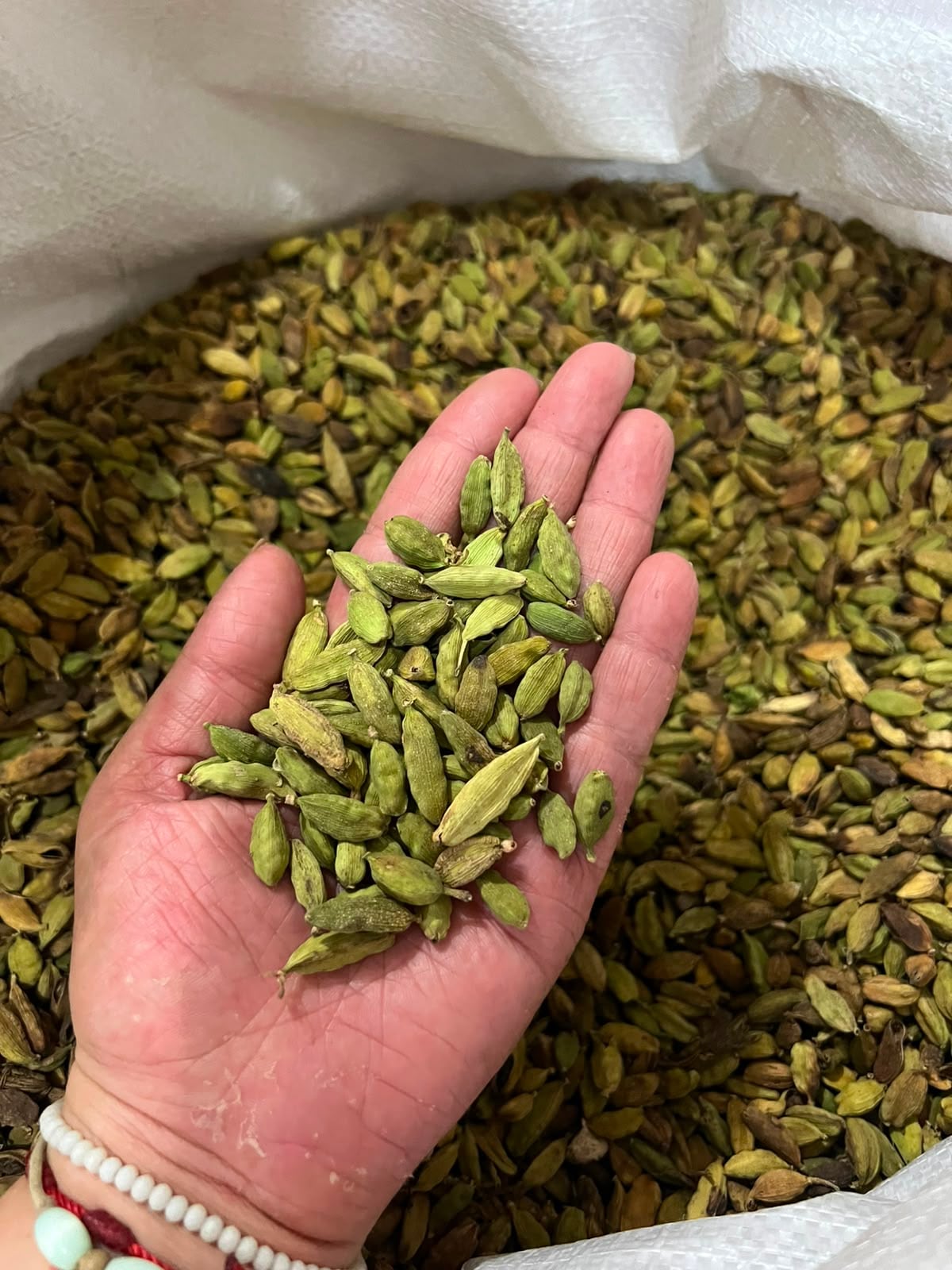 Cardamomo hondureño supera los 16 millones de dólares y apunta a crecer
