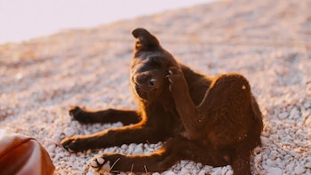 Pulgas, polvo y alimentos: las principales alergias que afectan a los perros. (Foto: Difusión)