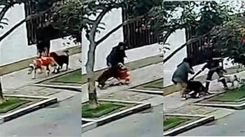 Triptych mostrando una mujer con un cachorro y un perro atacante en una acera, seguido de la mujer en el suelo y un hombre intentando separarlos