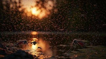 La ciudad de Nueva York se prepara para una invasión récord de mosquitos en 2026