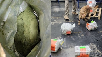 Decomisan 8 kilos de hoja de coca en el Aeropuerto Internacional de la CDMX: venía oculta como suplementos alimenticios
