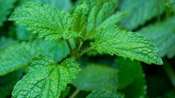 Esta planta medicinal ayuda con