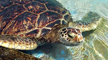 Estudio revela que las tortugas