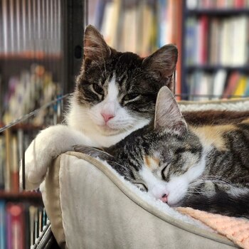 Los gatos están disponibles para