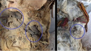 Hallan hojas de coca en llamas sacrificadas por los incas en Perú y descubren evidencia inédita de un antiguo ritual