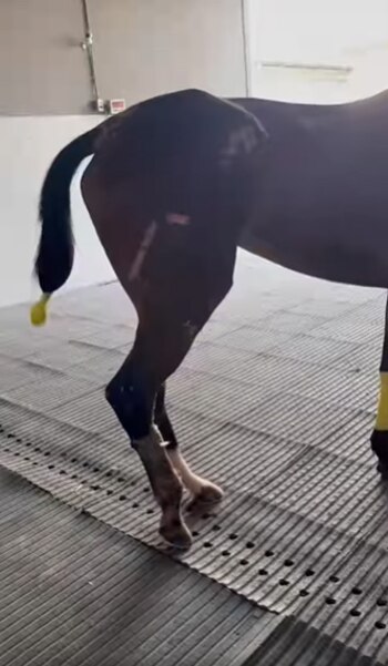 Sufrió una grave herida de la que sus antiguos dueños no quisieron hacerse cargo. (Facebook/Seres Libres - Animal Rescue)