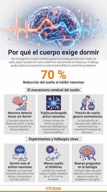 Ilustración de un cerebro con ondas y conexiones neuronales; debajo, seis cuadros con iconos y texto que explican el mecanismo del sueño.