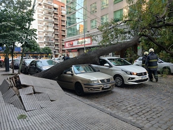 Árbol grande caído sobre coches estacionados en calle urbana. Dos bomberos inspeccionan el área. Acera rota a la izquierda