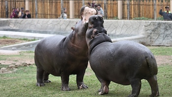 Parque de las Leyendas invita a escolares y docentes con una tarifa promocional