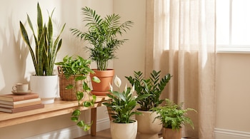 Varias plantas de interior en macetas, un estante de madera con libros y una taza, una cortina y una pared clara.