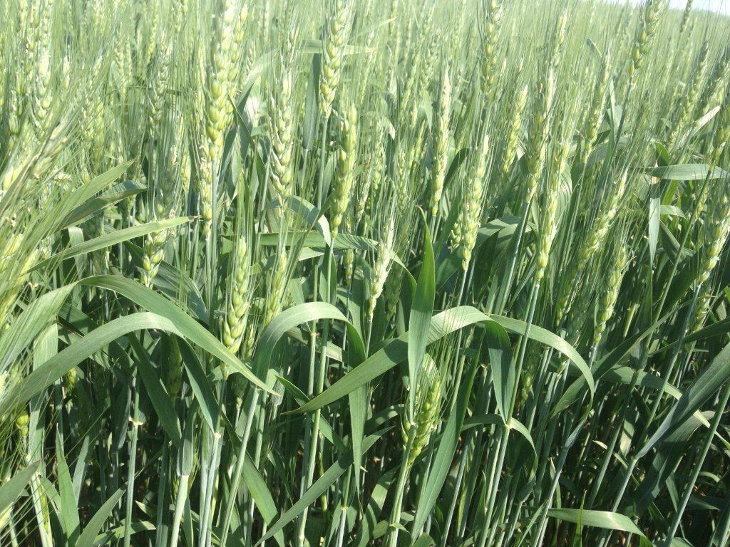 Las lluvias llegaron tarde para el trigo en la zona núcleo. De todas maneras la Argentina va a redondear una buena cosecha (Revista Chacra)