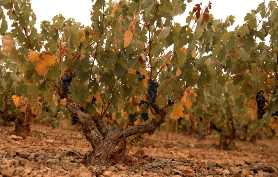 Viñedos en la Ribera del Duero. (Coto de Careluega)