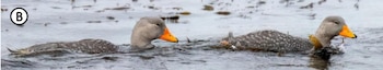 Dos patos con cabeza gris, pico naranja brillante y plumaje moteado nadan sobre el agua