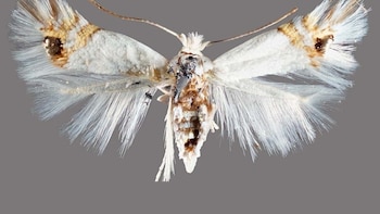 Cuando el álamo da la