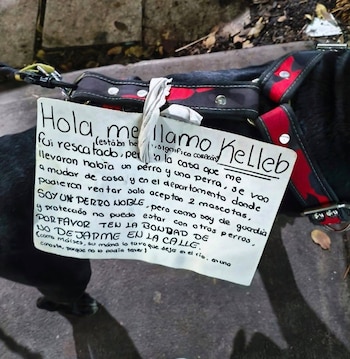 Cartel manuscrito atado con un pedazo de tela al arnés de un perro de pelaje negro