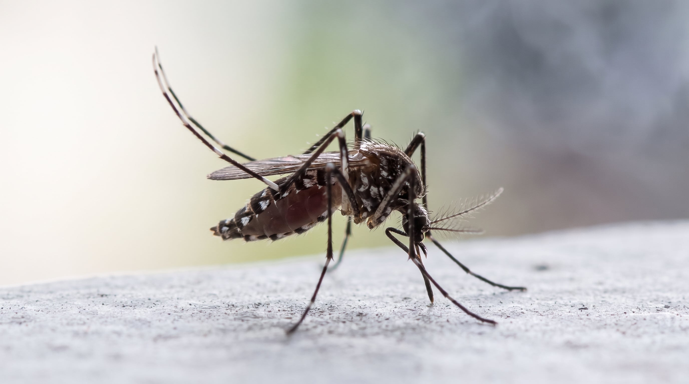 Costa Rica registra un aumento del 18% en casos de dengue en 2026 y supera los 2,400 contagios