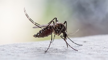Fotografía macro de un mosquito Aedes aegypti con cuerpo oscuro, patas rayadas y alas traslúcidas, sobre una superficie clara con fondo desenfocado.